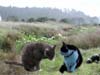 DSCN11713Cats+squireel